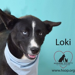 Thumbnail photo of Loki #2