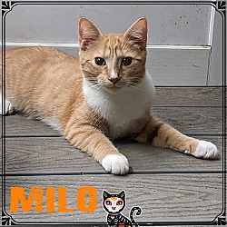 Thumbnail photo of Milo #2