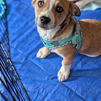 adopt a pet