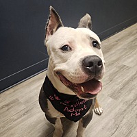 adopt a pet