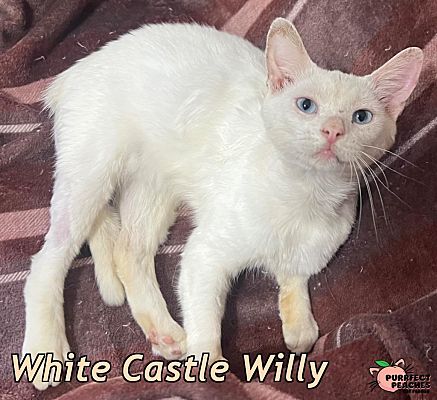 Douglasville, GA - Domestic Shorthair. Meet White Castle Willy a