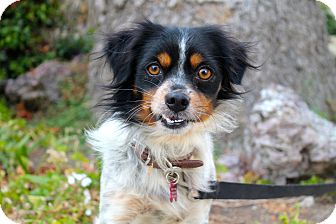 cavalier king charles terrier mix