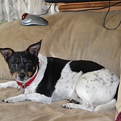 maxwell rat terriers