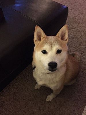 shiba mo dog