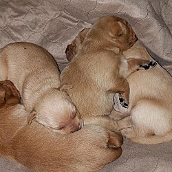 Thumbnail photo of Esme's Puppies #2