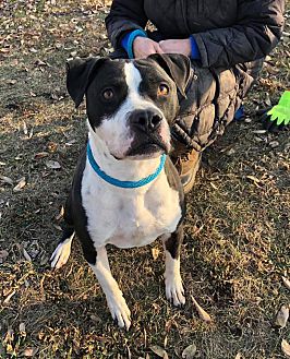 petsmart snuffle mat