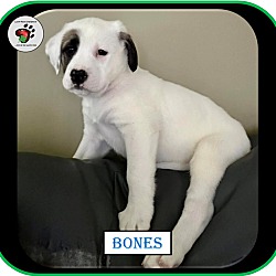 Thumbnail photo of Bones - ADOPTED!!! #4