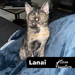 Thumbnail photo of Lanai #1