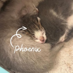 Thumbnail photo of Phoenix #3