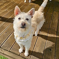 adopt-pet