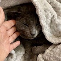 adopt a pet