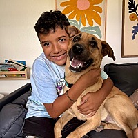 adopt a pet