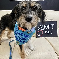 adopt a pet