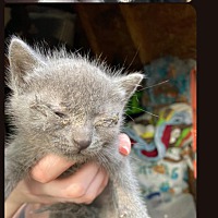 adopt a pet