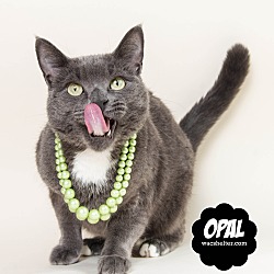Thumbnail photo of Opal #2
