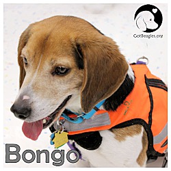 Thumbnail photo of Bongo #1