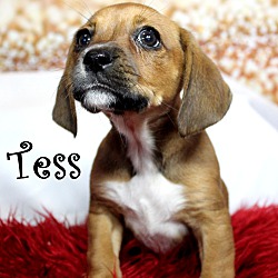 Thumbnail photo of Tess~adopted! #1