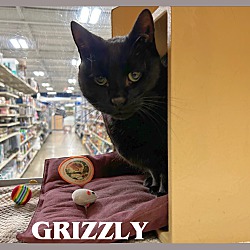 Thumbnail photo of Grizzly #1