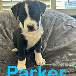 Thumbnail photo of Parker #2