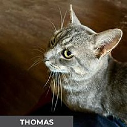 Thumbnail photo of Thomas #4