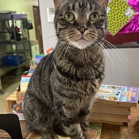 adopt a pet