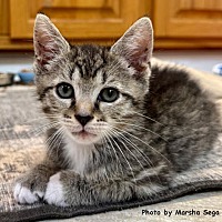 adopt a pet