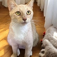 adopt a pet