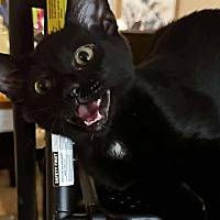 adopt-pet