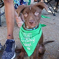 adopt a pet