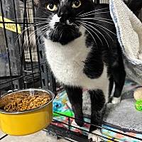 adopt a pet