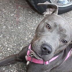 Thumbnail photo of Candy-Adopted! #4