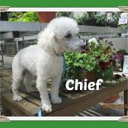 Thumbnail photo of Chief #1