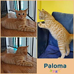 Photo of Paloma