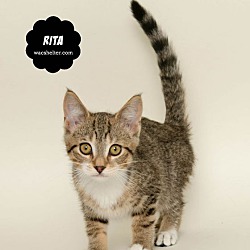 Thumbnail photo of RITA #4
