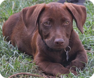 Norwalk Ct Labrador Retriever Meet Yahoo Adoption Pending A