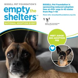 Thumbnail photo of Judge - $50 Bissell Sponsored Adoption Fee! #1