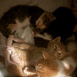 Thumbnail photo of 5 kittens #2