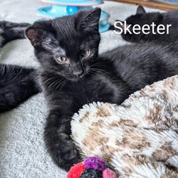 Photo of Skeeter