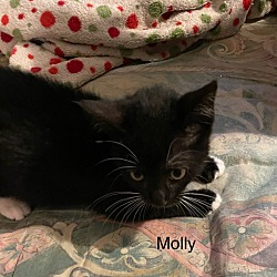 Thumbnail photo of Molly #2