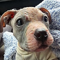 adopt a pet