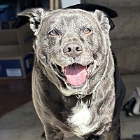 adopt a pet