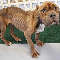 adopt a pet