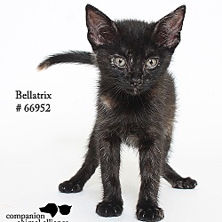 Thumbnail photo of Bellatrix (Foster) #1