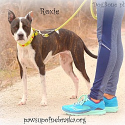 Thumbnail photo of Roxie #2
