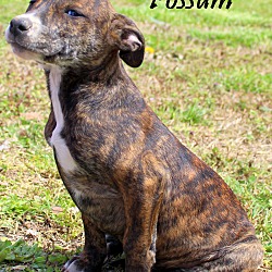 Thumbnail photo of Possum~adopted! #3