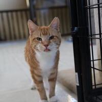 Photo of Archie  (Spcl Needs)