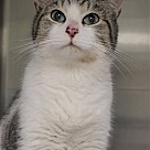 Adopt A Pet :: Ricky Ricardo - Locust Grove, GA