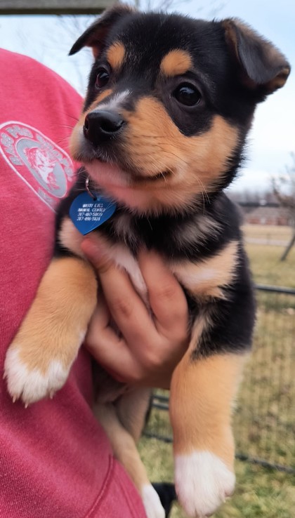 Avon, IN - Finnish Spitz/Bernese Mountain Dog. Meet Branch a Pet for