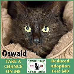 Thumbnail photo of Oswald #1