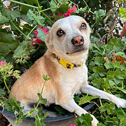 bonded pet photo